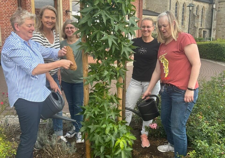 Baumchallenge 2025 -kfd – Beesten pflanzt einen Säulenamberbaum